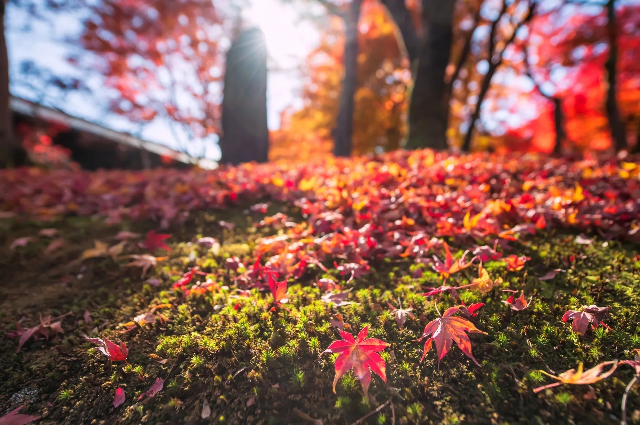 Autumn season — Maple Garden